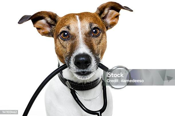 Dog As A Nurse With Stethoscope Stock Photo - Download Image Now - Stethoscope, Dog, Blood Pressure Gauge