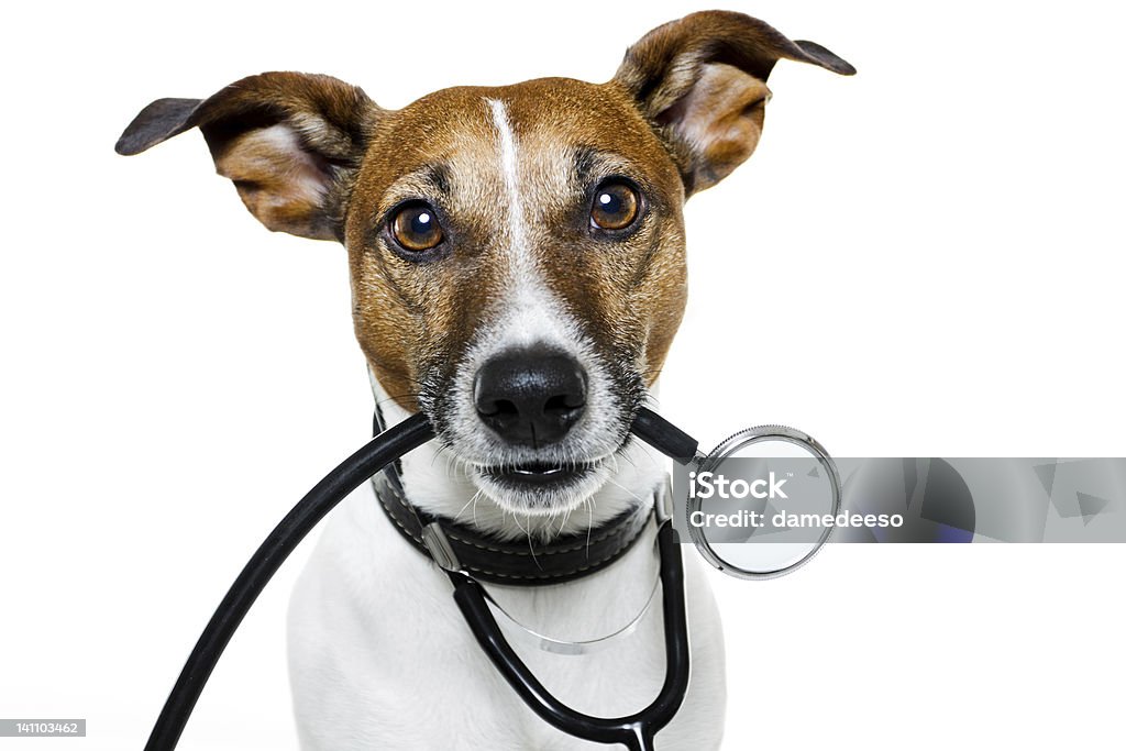 Cão como uma enfermeira com Estetoscópio - Royalty-free Estetoscópio Foto de stock