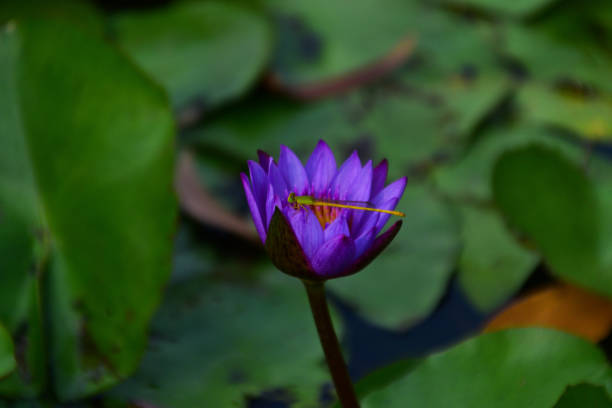 Purple water lily floating on the clean lake water with green leaves and small dragonfly flying around