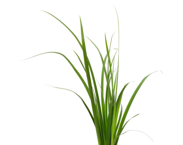 istock Bunch of green grass. 1411035538