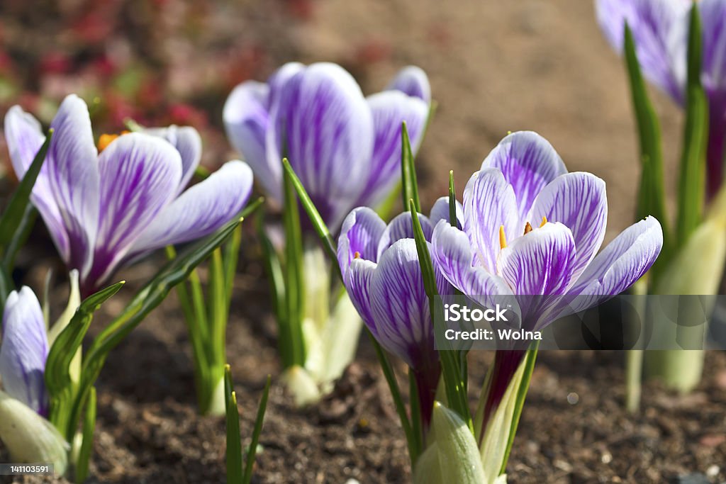 Violet de crocus - Foto de stock de Abril royalty-free