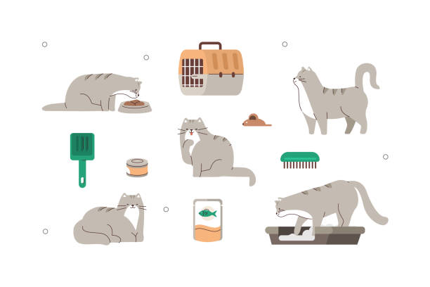 ilustraciones, imágenes clip art, dibujos animados e iconos de stock de juego de gato - grooming