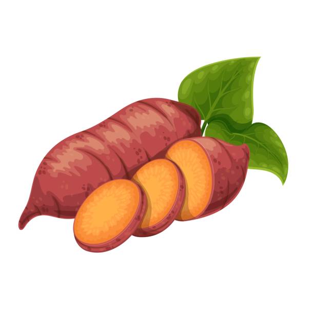 ilustrações, clipart, desenhos animados e ícones de batat ou yam - sweet potato