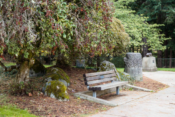 árvore com curly, galhos tortuosos ao lado do banco no jardim botânico japonês - twisty - fotografias e filmes do acervo