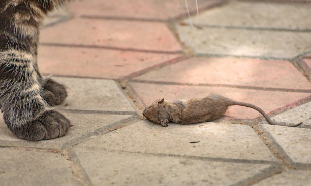 istock Maine Coon and his prey a small rat 1411039020