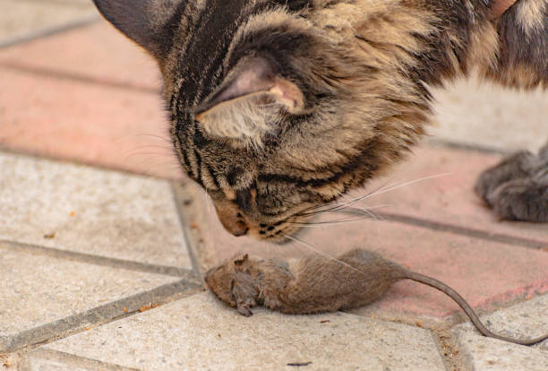 istock Maine Coon and his prey a small rat 1411039045