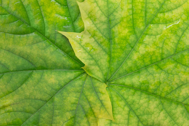 Maple yellow green leaves close-up. Natural background. Horizontal and vertical. Copy space