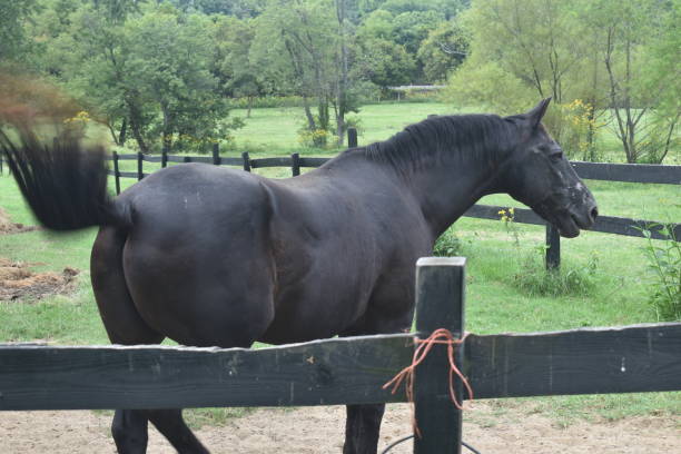 istock Black Horse in Fence 1411039677