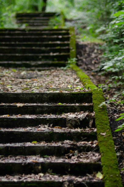 old moss-covered staircase in the forest path to the tunnels mystical mood.
