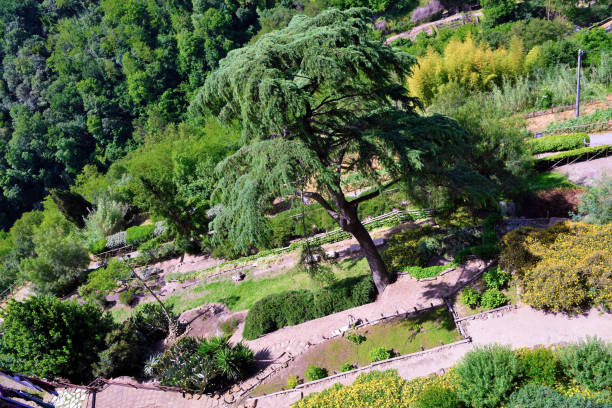 The mountains of Lebanon were once shaded by thick cedar forests and tree is the symbol of country. Beautiful landscape of mountainous town in winter, Eco tourism, Chouf district  with large vistas