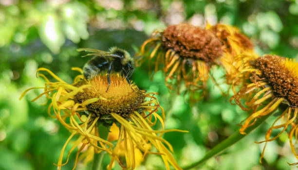 A bumblebee collects nectar from a flower Telekia beautiful Telekia speciosa A bumblebee collects nectar from a flower Telekia beautiful Telekia speciosa telekia speciosa stock pictures, royalty-free photos & images
