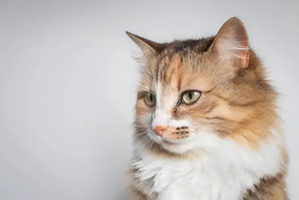 Side profile cat with one eye glassy, teary and discolored. Conjunctivitis, feline herpes virus or allergy. Long hair calico or torbie kitty. Selective focus.