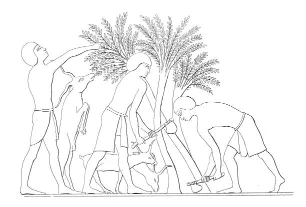 ilustrações de stock, clip art, desenhos animados e ícones de antique illustration: egyptian art, beni hasan tomb - engraved image victorian style image created 19th century ancient civilization