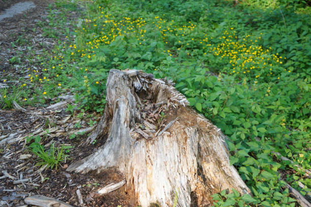 Green moss on tree roots.