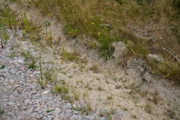 istock Deforestation of our forests 1411041675