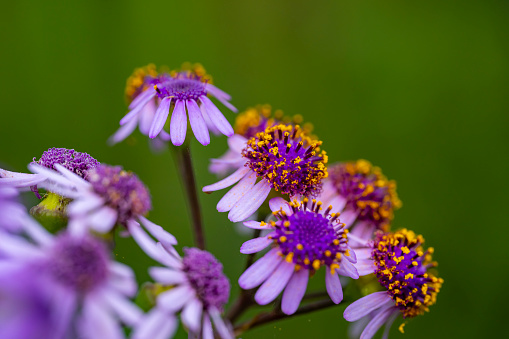Colorful flowers of the annual Aster in the garden
