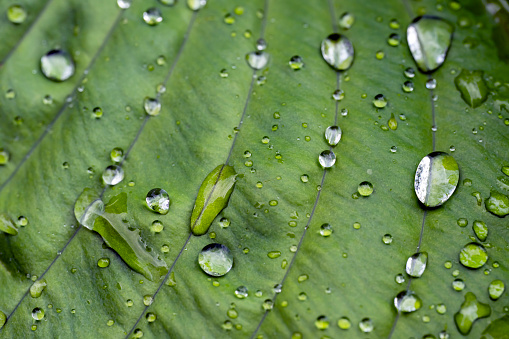 Rainwater droplets beading on a palm leaf.