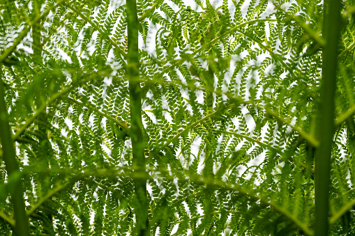 Fern frond with limited depth of field.