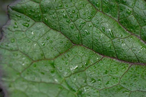 Rainwater droplets beading on a palm leaf.