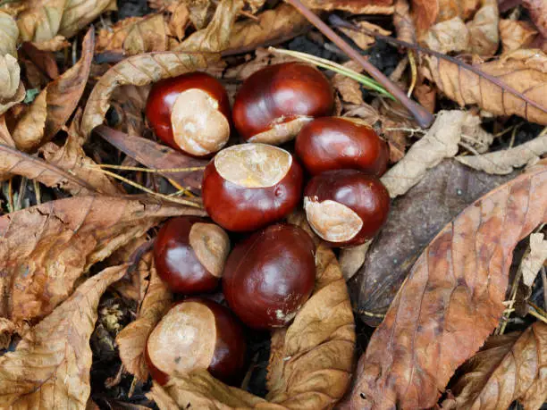 A group of Horse Chestnuts (Aesculus hippocastanum) amongst the leaf litter on a forest floor in the Autumn season