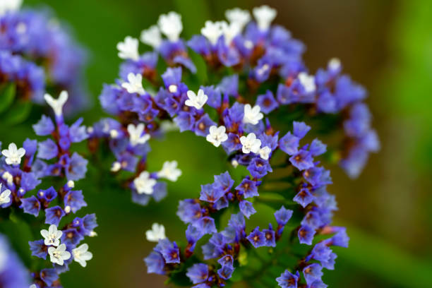 allium sativum - limonium - fotografias e filmes do acervo