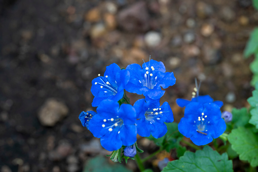 Cornflower  bloom. Blue blooming blossom. Bachelors button flower field in natural environment. Centaurea cyanus.