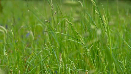 Background of green grass on a summer day, shallow depth of field