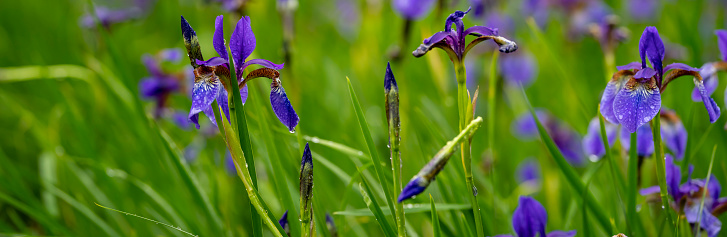 Blue flag Iris in the rain.