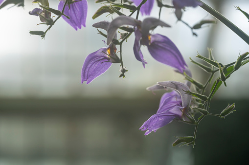 A small bellflower (Campanula scheuchzeri) in the Austrian Alps, sunny day in summer