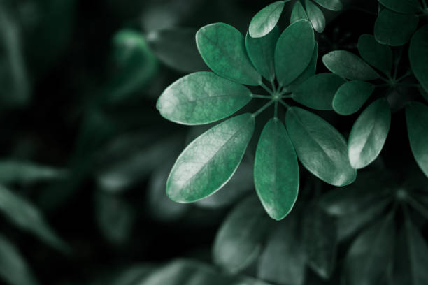 istock Abstract blur nature view of dark green leaf on greenery background 1411043141