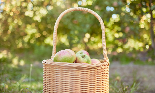 Closeup apples in a basket on a farm. Fresh agricultural produce ready for harvest time after growing in season. Ripe and ready for eating. Fruit is a healthy snack for dieting and suitable for vegans