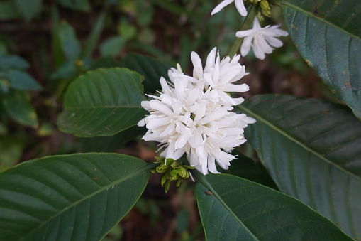 white coffee flower blooms on the tree