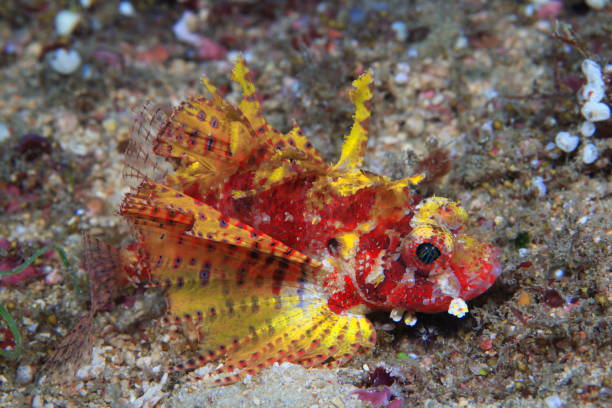 Scorpion fish - Dwarf Pterois - Dendrochirus brachypterus Yellow red Scorpion fish on a sandy bottom dendrochirus stock pictures, royalty-free photos & images