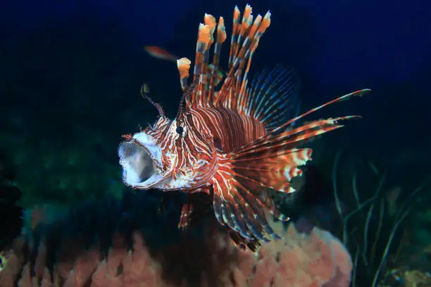 Pterois is a genus of venomus marine fish ,Commonly  known as Lionfish