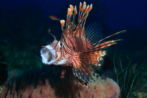 peixe leão - pterois - lionfish - fotografias e filmes do acervo