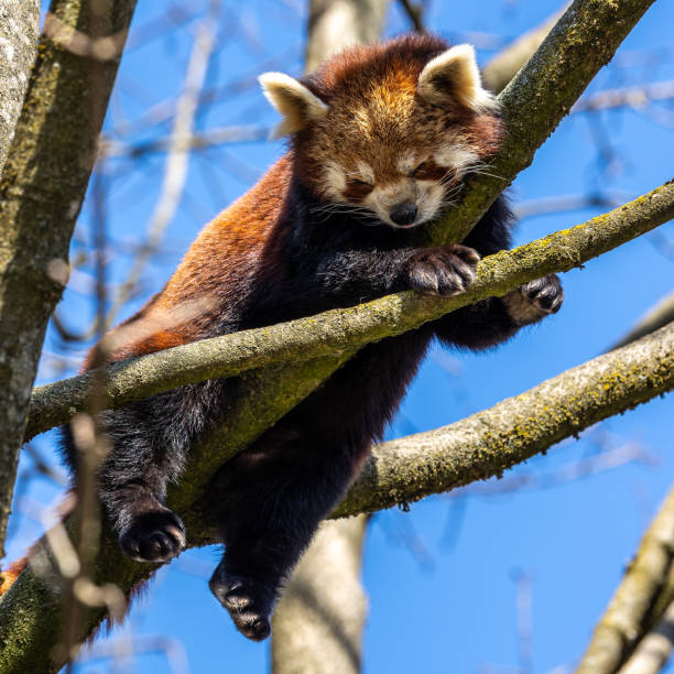 istock The red panda, Ailurus fulgens, also called the lesser panda. 1411045189