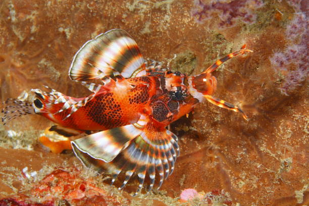 Twinspot lionfish -Dendrochirus biocellatus This Twinspot lionfish swimming between corals is part of the scorpion fish family dendrochirus stock pictures, royalty-free photos & images