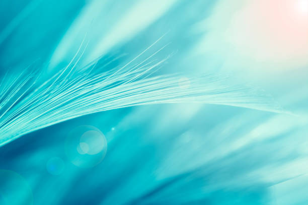 Green turquoise color trends chicken feather texture background,Light orange