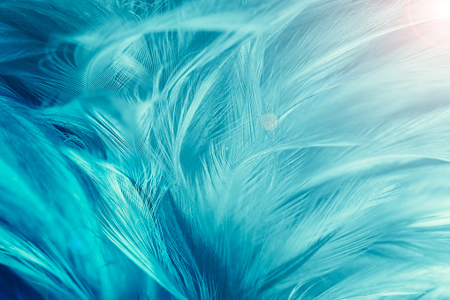 Green turquoise color trends chicken feather texture background,Light orange