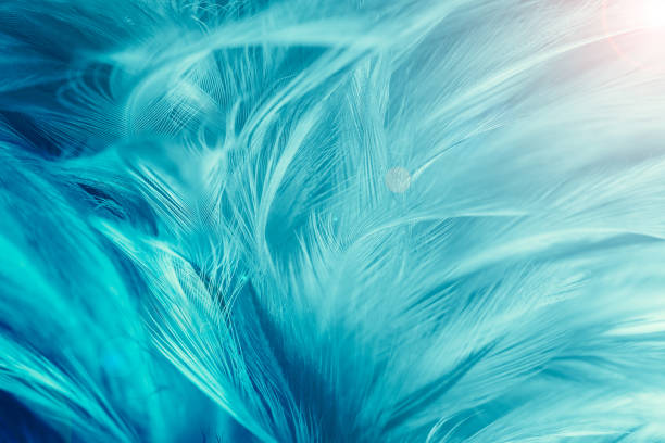 green turquoise color trends chicken feather texture background,light orange - feather softness bird macro imagens e fotografias de stock