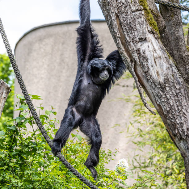 istock The black-headed spider monkey, Ateles fusciceps is a species of spider monkey 1411045951