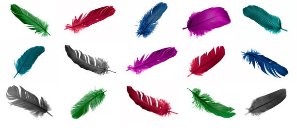 istock colorful feathers of a goose on a white isolated background 1411046549