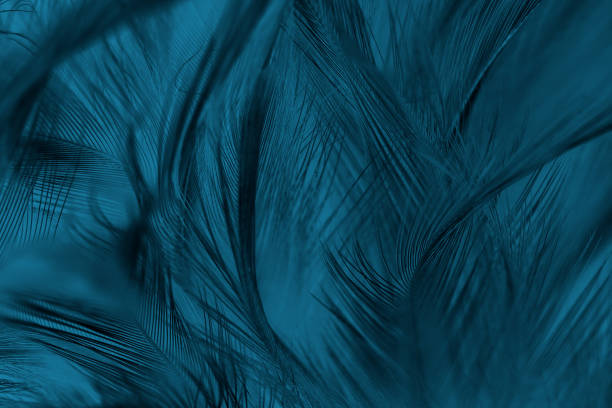 istock Colorful feather blue and brown texture background 1411046661