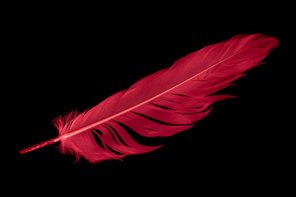 istock a red goose feather on a black isolated background 1411046783