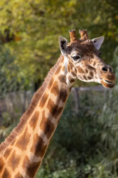 Photo of Kordofan giraffe or Giraffa camelopardalis antiquorum, also known as the Central African giraffe against a green natural background. Wildlife animal.