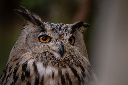 The dusky eagle-owl (Bubo coromandus) Found in forest and forest edge, plantation. Prefers watered and well wooded areas. Mango tree groves, and old tamarind and other densely foliaged trees are preferred.\nIt  is a species of owl in the family Strigidae that is widespread in Bangladesh, China, India, Malaysia, Myanmar, Nepal, Pakistan, and Thailand and listed as being of least concern by IUCN.\nThe nesting season is from November to April. \nThe nest is made of sticks in the fork of the trunk of a large tree preferably near water and often in the vicinity of human habitation.