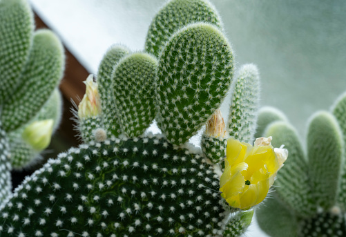 Prickly Pear (Opuntia fragilis) cactus flowers, California