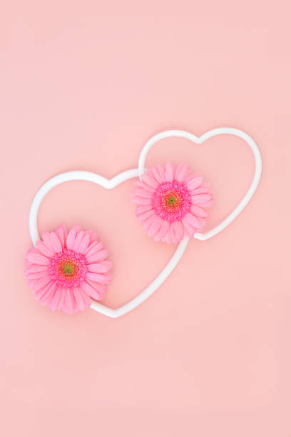 Two hearts as one concept with white heart shapes and gerbera flowers on pastel pink background. Valentines Day nature symbol for romantic Valentine card. Copy space, flat lay.