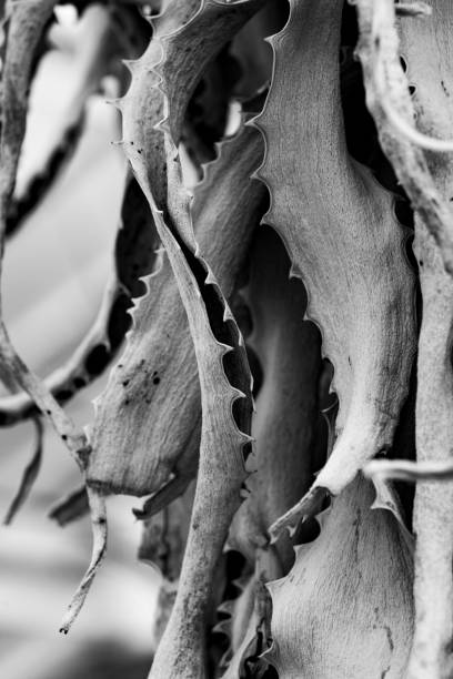cactus nahaufnahme - black white macro high contrast stock-fotos und bilder