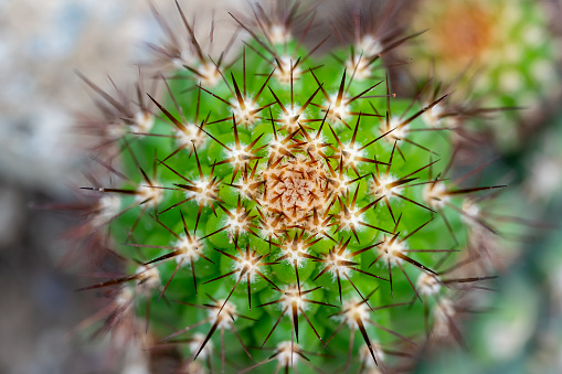 blooming beavertail cactus (opuntia species)